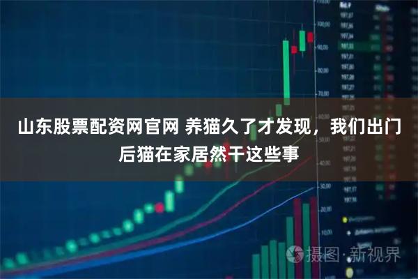 山东股票配资网官网 养猫久了才发现，我们出门后猫在家居然干这些事